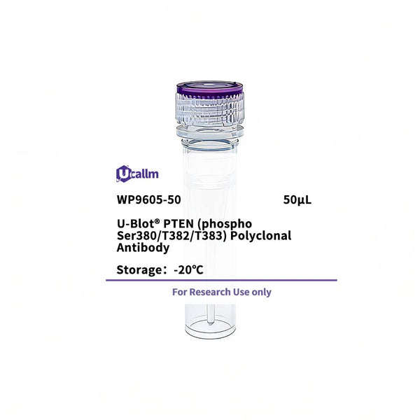U-Blot® PTEN (Phospho Ser380/T382/T383) Rabbit Polyclonal Antibody – Figure 1 of 1