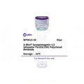 U-Blot® Synaptotagmin 1/2 (Phospho Thr202/199) Rabbit Polyclonal Antibody – Figure 1 of 1