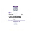 U-Blot® Cdk2/Cdc2 (Phospho Thr160) Rabbit Polyclonal Antibody – Figure 1 of 1