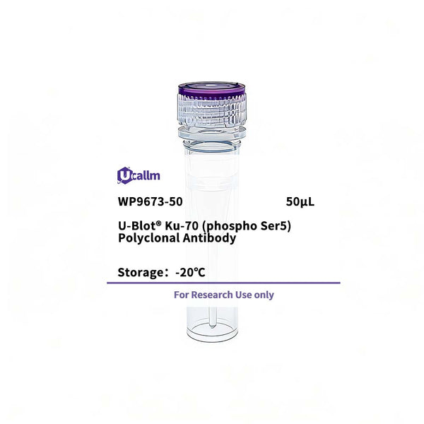 U-Blot® Ku-70 (Phospho Ser5) Rabbit Polyclonal Antibody – Figure 1 of 1