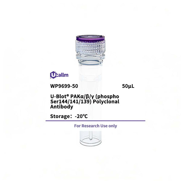 U-Blot® PAKα/β/γ (Phospho Ser144/141/139) Rabbit Polyclonal Antibody – Figure 1 of 1