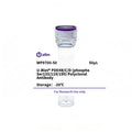 U-Blot® PDE4B/C/D (Phospho Ser133/119/190) Rabbit Polyclonal Antibody – Figure 1 of 1
