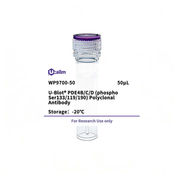 U-Blot® PDE4B/C/D (Phospho Ser133/119/190) Rabbit Polyclonal Antibody – Figure 1 of 1