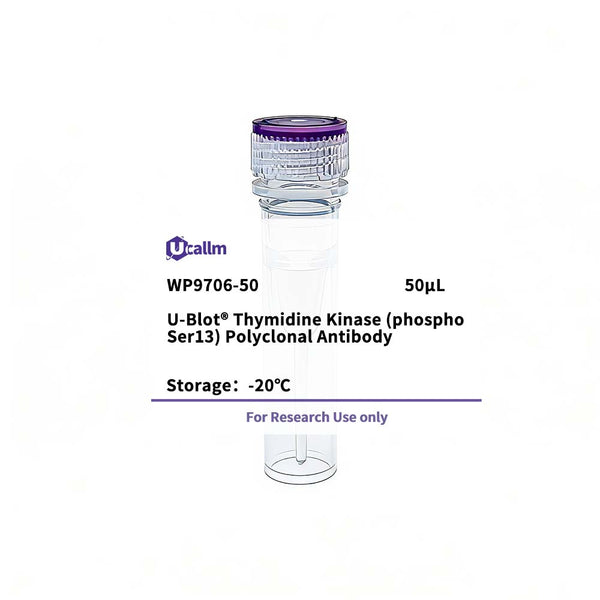 U-Blot® Thymidine Kinase (Phospho Ser13) Rabbit Polyclonal Antibody – Figure 1 of 1