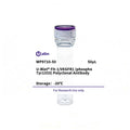 U-Blot® Flt-1/VEGFR1 (Phospho Tyr1333) Rabbit Polyclonal Antibody – Figure 1 of 1