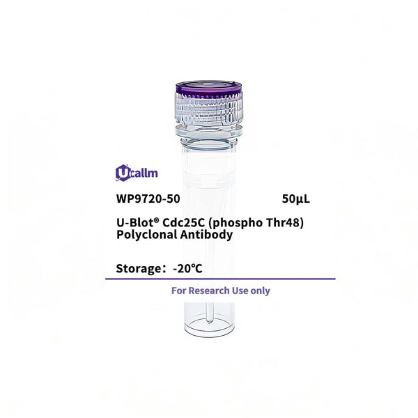 U-Blot® CDC25C (Phospho Thr48) Rabbit Polyclonal Antibody – Figure 1 of 1