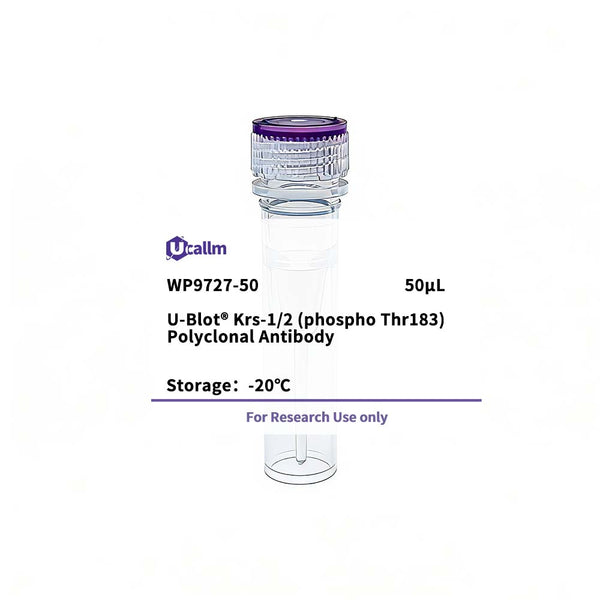 U-Blot® Krs-1/2 (Phospho Thr183) Rabbit Polyclonal Antibody – Figure 1 of 1