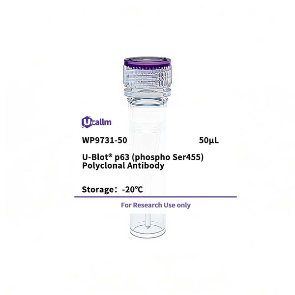 U-Blot® p63 (Phospho Ser455) Rabbit Polyclonal Antibody – Figure 1 of 1