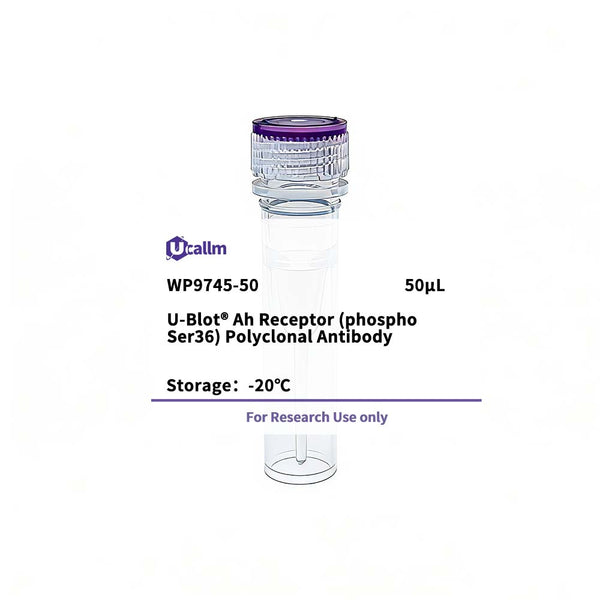 U-Blot® Ah Receptor (Phospho Ser36) Rabbit Polyclonal Antibody – Figure 1 of 1