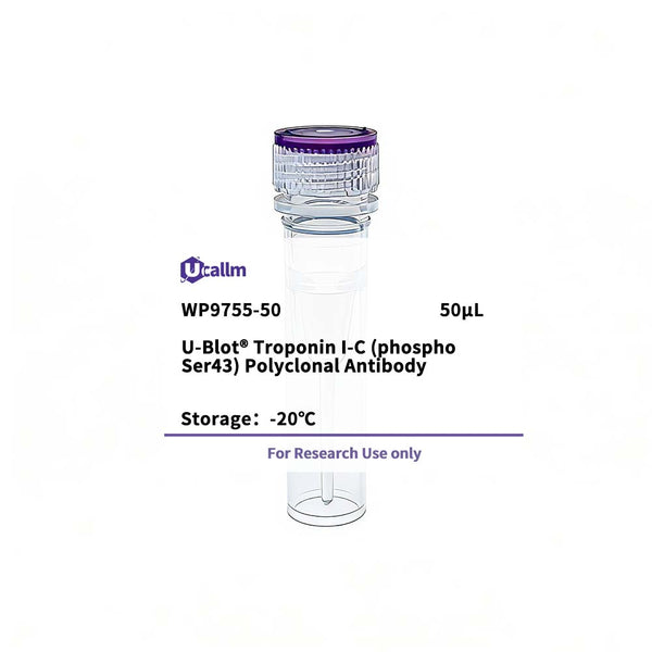 U-Blot® Troponin I-C (Phospho Ser43) Rabbit Polyclonal Antibody – Figure 1 of 1