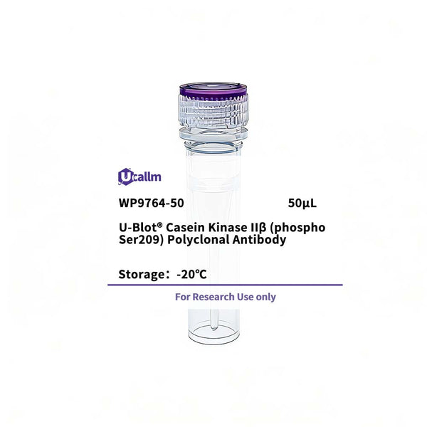 U-Blot® Casein Kinase IIβ (Phospho Ser209) Rabbit Polyclonal Antibody – Figure 1 of 1