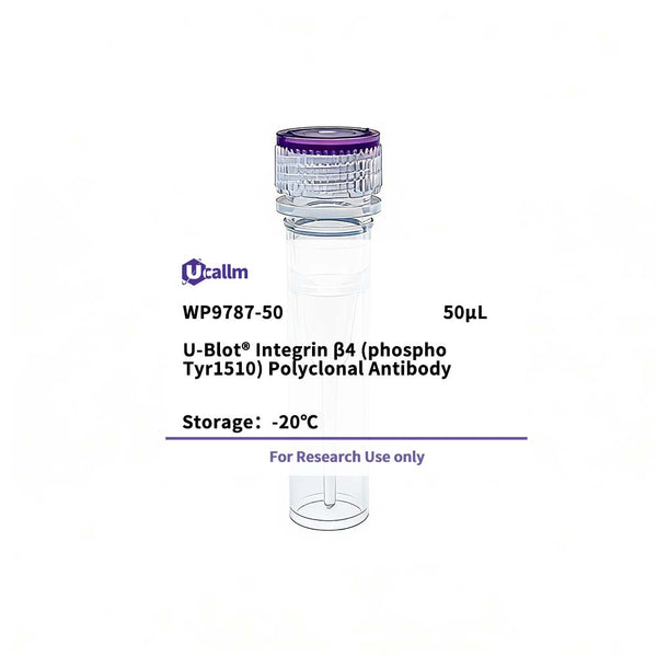 U-Blot® Integrin β4 (Phospho Tyr1510) Rabbit Polyclonal Antibody – Figure 1 of 1