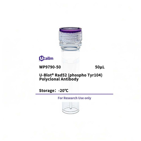 U-Blot® Rad52 (Phospho Tyr104) Rabbit Polyclonal Antibody – Figure 1 of 1