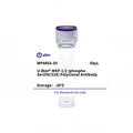 U-Blot® MKP-1/2 (Phospho Ser296/318) Rabbit Polyclonal Antibody – Figure 1 of 1