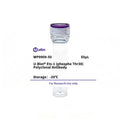 U-Blot® Ets-1 (Phospho Thr38) Rabbit Polyclonal Antibody – Figure 1 of 1