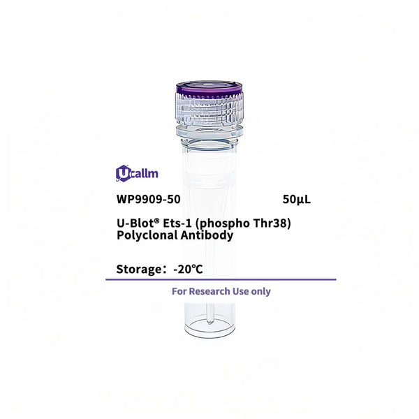 U-Blot® Ets-1 (Phospho Thr38) Rabbit Polyclonal Antibody – Figure 1 of 1