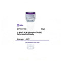 U-Blot® BLM (Phospho Thr99) Rabbit Polyclonal Antibody – Figure 1 of 1