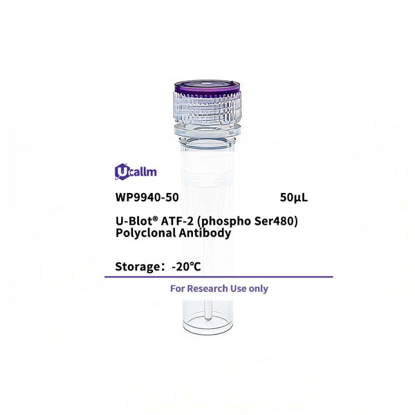 U-Blot® ATF-2 (Phospho Ser480) Rabbit Polyclonal Antibody – Figure 1 of 1