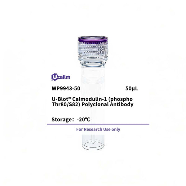 U-Blot® Calmodulin-1 (Phospho Thr80/S82) Rabbit Polyclonal Antibody – Figure 1 of 1