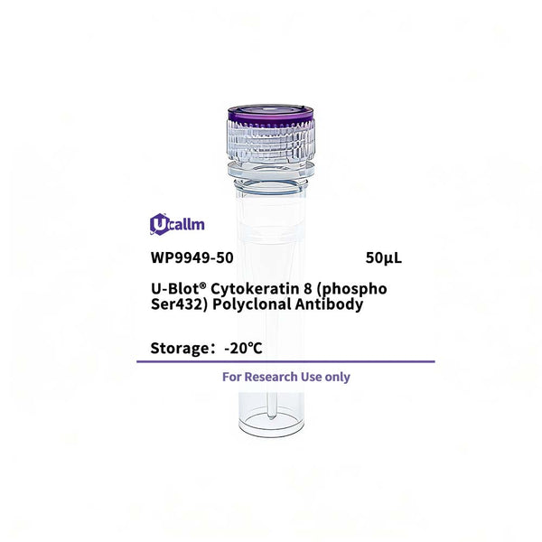 U-Blot® Cytokeratin 8 (Phospho Ser432) Rabbit Polyclonal Antibody – Figure 1 of 1