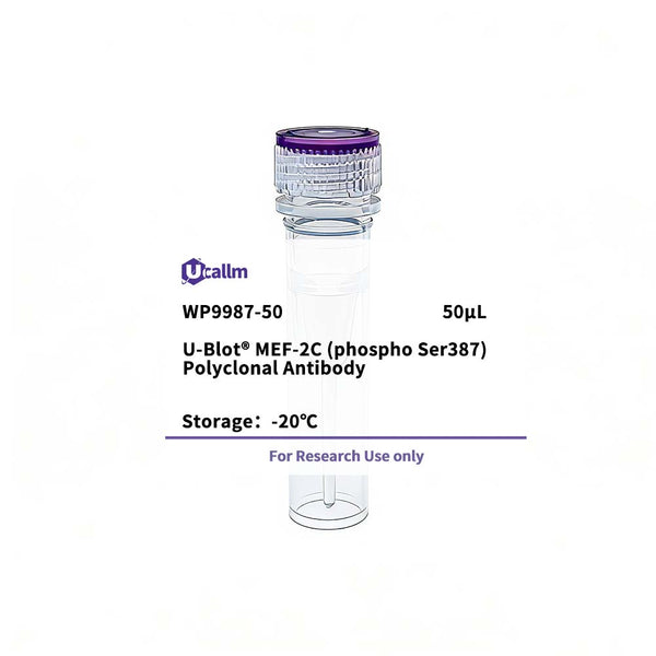 U-Blot® MEF-2C (Phospho Ser387) Rabbit Polyclonal Antibody – Figure 1 of 1