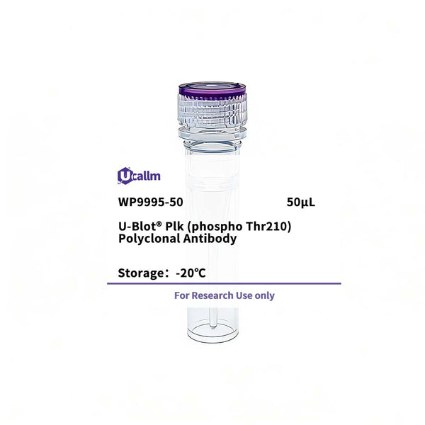 U-Blot® Plk (Phospho Thr210) Rabbit Polyclonal Antibody – Figure 1 of 1