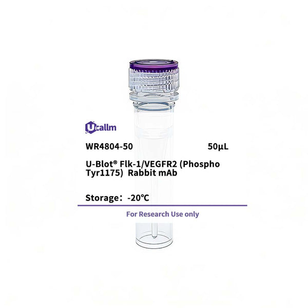 U-Blot® Flk-1/VEGFR2 (Phospho Tyr1175) Rabbit Monoclonal Antibody – Figure 1 of 1