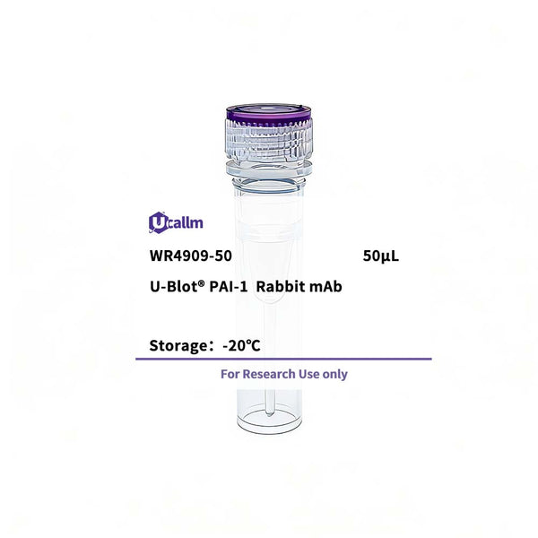 U-Blot® PAI-1 Rabbit Monoclonal Antibody – Figure 1 of 1