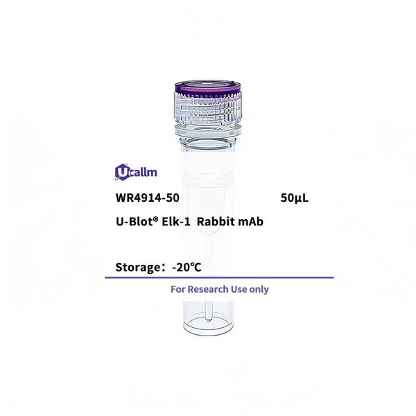 U-Blot® Elk-1 Rabbit Monoclonal Antibody – Figure 1 of 1