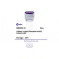U-Blot® c-Myb (Phospho Ser11) Rabbit Monoclonal Antibody – Figure 1 of 1
