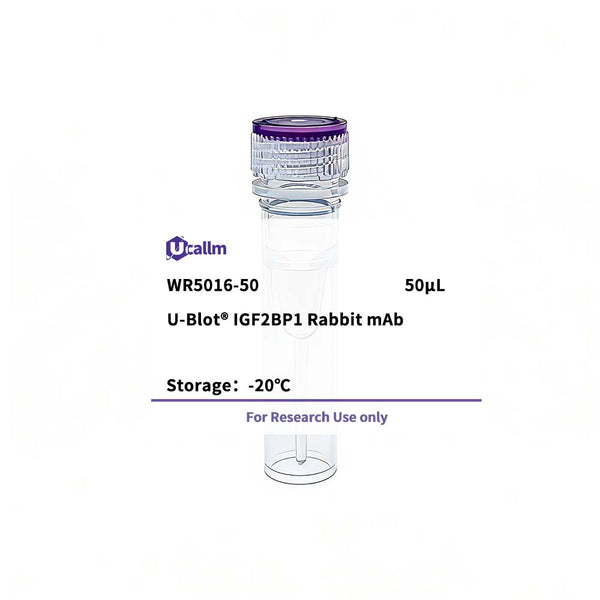 U-Blot® IGF2BP1 Rabbit Monoclonal Antibody – Figure 1 of 1