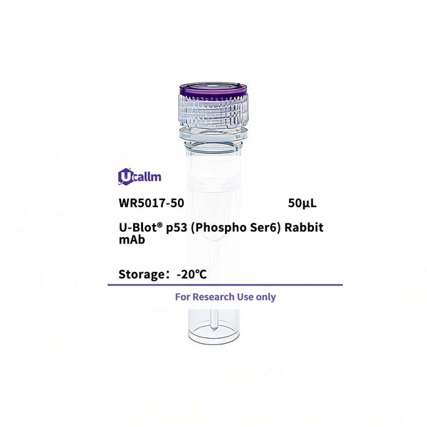 U-Blot® p53 (Phospho Ser6) Rabbit Monoclonal Antibody – Figure 1 of 1