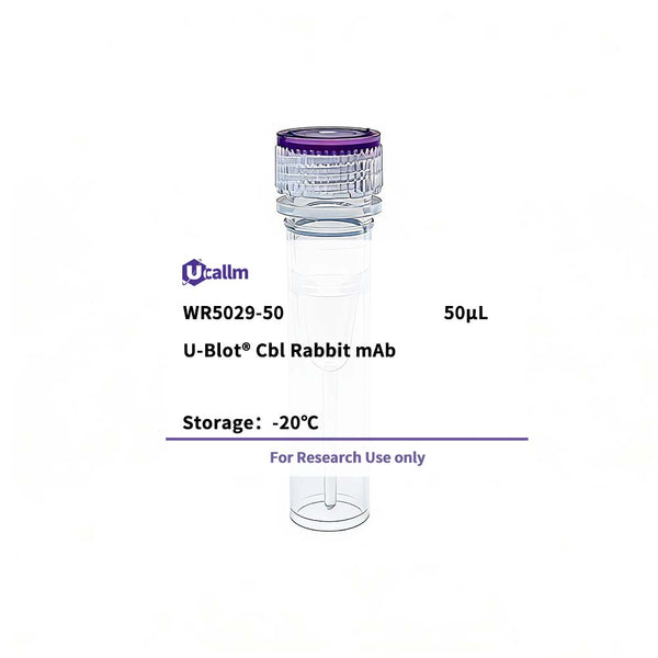 U-Blot® Cbl Rabbit Monoclonal Antibody – Figure 1 of 1
