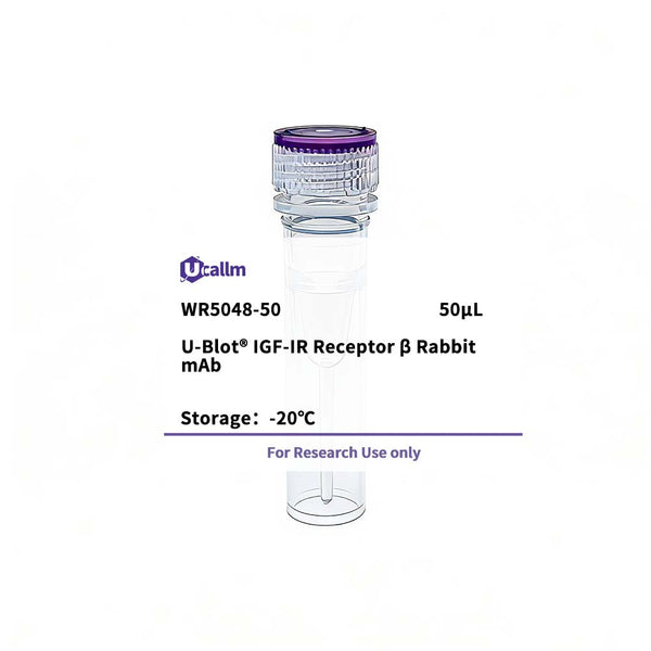 U-Blot® IGF-IR Receptor β Rabbit Monoclonal Antibody – Figure 1 of 1