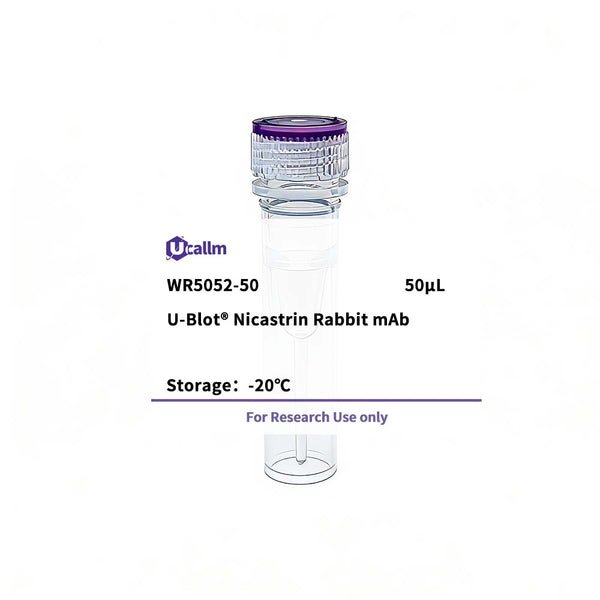 U-Blot® Nicastrin Rabbit Monoclonal Antibody – Figure 1 of 1