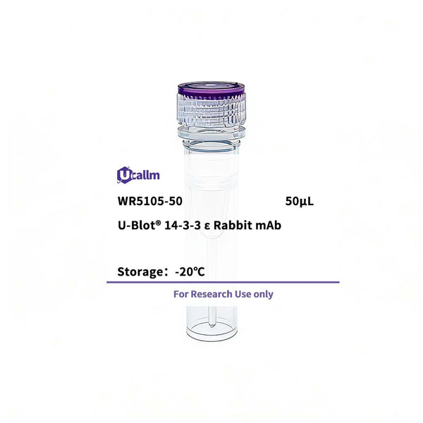 U-Blot® 14-3-3 ε Rabbit Monoclonal Antibody – Figure 1 of 1