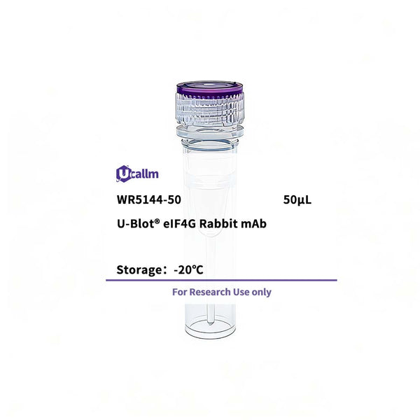 U-Blot® eIF4G Rabbit Monoclonal Antibody – Figure 1 of 1