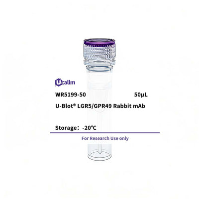 U-Blot® LGR5/GPR49 Rabbit Monoclonal Antibody – Figure 1 of 1
