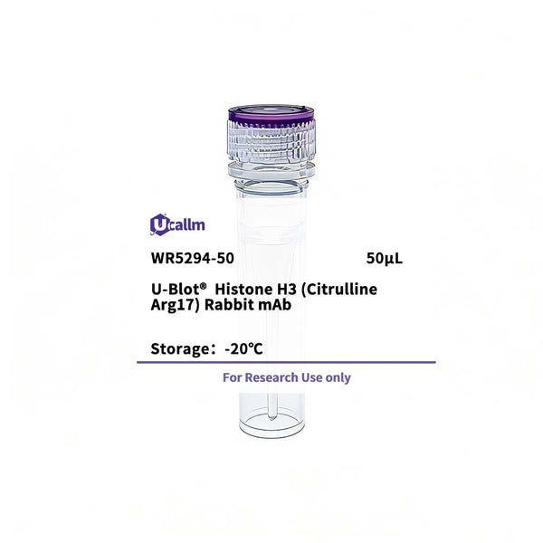 U-Blot® Histone H3 (Citrulline Arg17) Rabbit Monoclonal Antibody – Figure 1 of 1