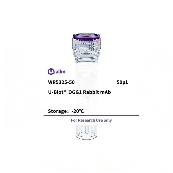U-Blot® OGG1 Rabbit Monoclonal Antibody – Figure 1 of 1