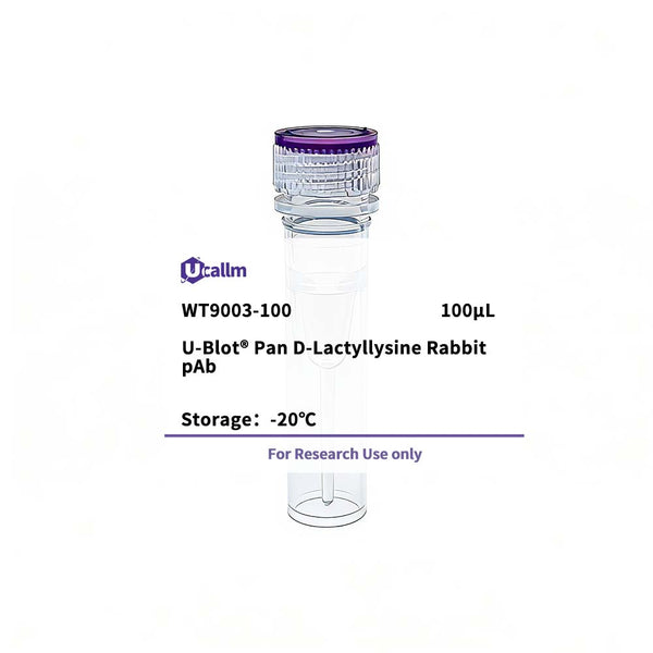 U-Blot® Pan-D-Lactyllysine Rabbit pAb – Figure 1 of 1