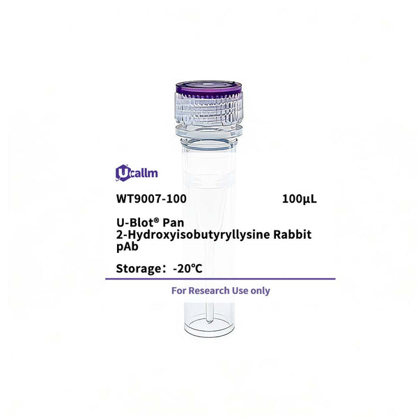 U-Blot® Pan-2-Hydroxyisobutyryllysine Rabbit pAb – Figure 1 of 1