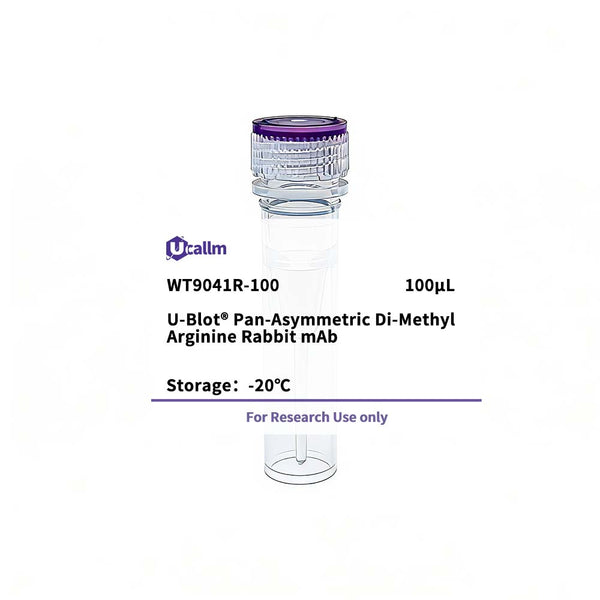 U-Blot® Pan-Asymmetric Di-Methyl Arginine Rabbit mAb – Figure 1 of 1