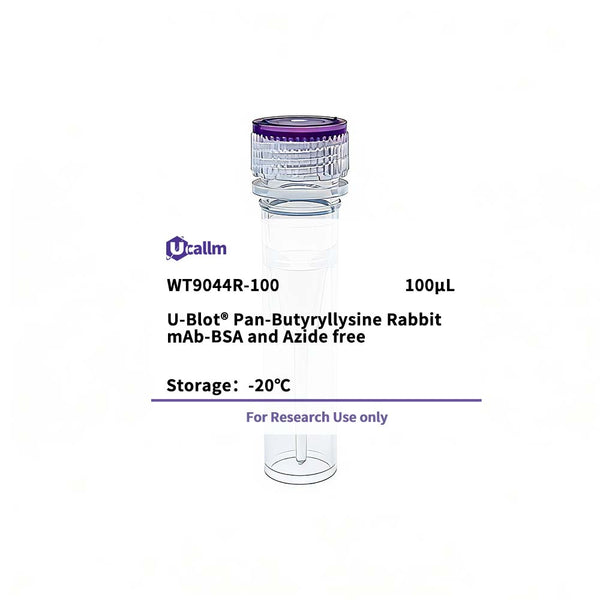 U-Blot® Pan-Butyryllysine Rabbit mAb-BSA and Azide free – Figure 1 of 1