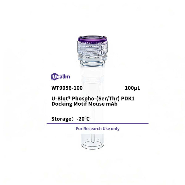 U-Blot® Phospho-(Ser/Thr) PDK1 Docking Motif Mouse mAb – Figure 1 of 1