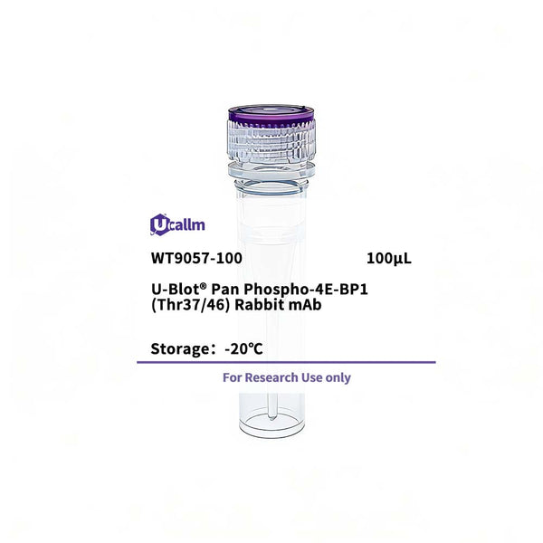 U-Blot® Pan Phospho-4E-BP1 (Thr37/46) Rabbit mAb – Figure 1 of 1