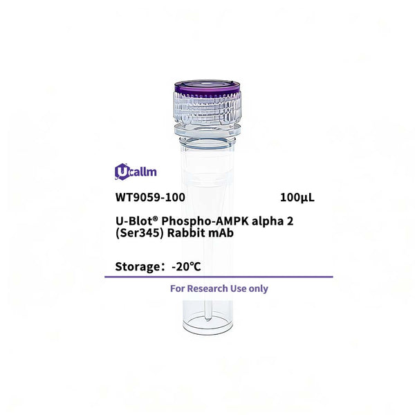 U-Blot® Phospho-AMPK alpha 2 (Ser345) Rabbit mAb – Figure 1 of 1