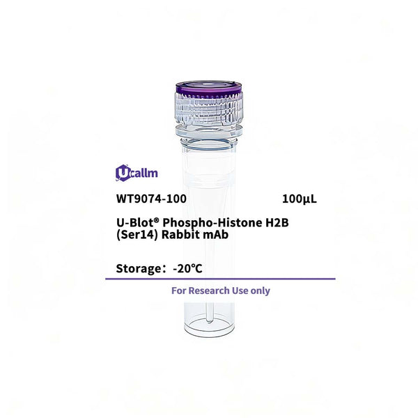 U-Blot® Phospho-Histone H2B (Ser14) Rabbit mAb – Figure 1 of 1
