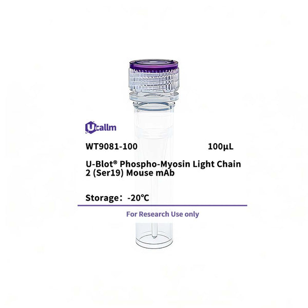 U-Blot® Phospho-Myosin Light Chain 2 (Ser19) Mouse mAb – Figure 1 of 1