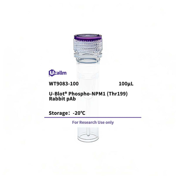 U-Blot® Phospho-NPM1 (Thr199) Rabbit pAb – Figure 1 of 1
